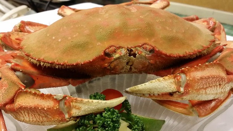 安可喬治-LIVE阿拉斯加大肉蟹  Live Dungeness Crab